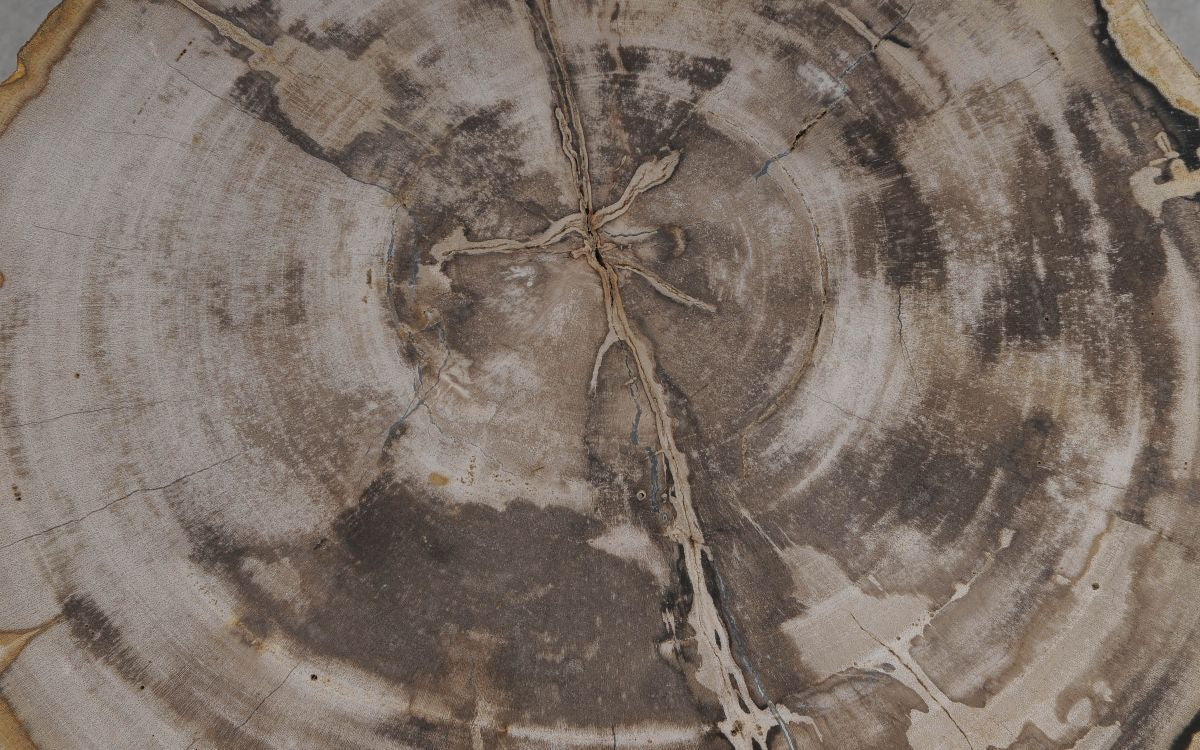 Sofabord med mørk midte og lyse årringe