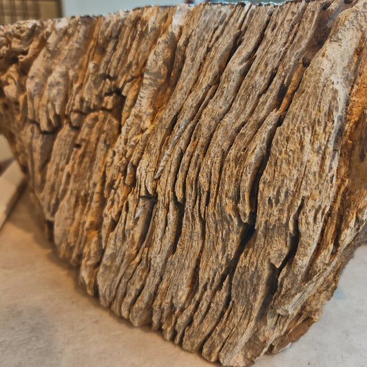 Hvad er forstenet træ?